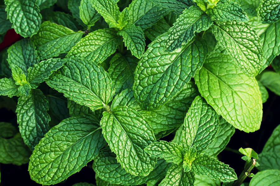 Mint Leaves